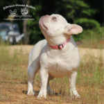 Tennessee french bulldog breeders of platinum frenchies. this is phoebe.