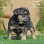 blue tri french bulldog puppies for sale near me