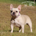 cream french bulldog breeders with Frenchie puppies for adoption near me