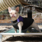 cream french bulldog puppies for sale