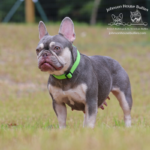 lilac and tan fluffy carrier french bulldog females who is just simply stunning
