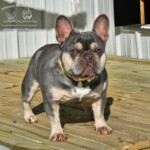 French bulldog stud lilac and tan
