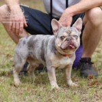 lilac and tan merle stud Tennessee