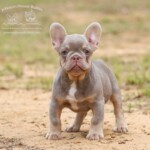 new shade Isabella with fluffy French Bulldog Nashville Tennessee