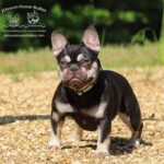 Little Debbie is a Chocolate and Tan Mini French Bulldog.