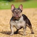 Frito Chocolate Trindle french bulldog stud at Johnson Houe Bullies.