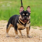black and tan French bulldog stud near me Nashville Tennessee