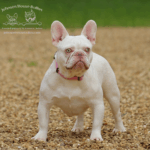 Johnson House Bullies Margaux is a new shade isabella and tan merle platinum French Bulldog female in our breeding program. She is a one of a kind Frenchie.