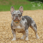 Johnson House Byrdie is a lilac and tan merle French Bulldog with testable chocolate