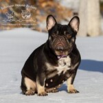 Mookie-is-a-Chocolate-and-Tan-french-bulldog-from-Johnson-House-Bullies-located-near-Nashville-Tennessee.