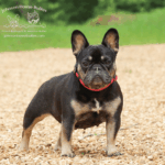 Boosted Truffles is a black and tan black tri French Bulldog female at Johnson House Frenchies