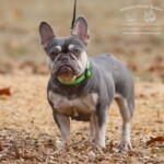 Pickles a Lilac and Tan French bulldog available for adoption.