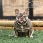 JHB Simply Smashing, an isabella and tan French Bulldog carrying the fluffy gene, sitting outdoors on the Tennessee grass.