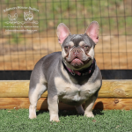 JHB Sweet Pea, a lilac and tan AKC Frenchie carrying the testable chocolate gene, standing outdoors.