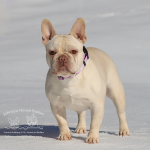 JHB Chai Tea, a chocolate cream French Bulldog wearing a purple collar, standing outdoors in the snow.
