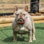 Johnson House Ophelia, a newshade isabella and tan French Bulldog carrying the fluffy gene, standing outdoors on the grass.