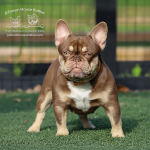 Front view of Johnson House Gimme More, a new shade rojo and tan French Bulldog carrying the fluffy gene, standing in the yard.