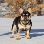 Johnson House Jelly Bean, an AKC black and tan (black tri) French Bulldog carrying cream.