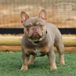 Front view of Johnson House Tommy Two Tone, an isabella and tan French Bulldog standing in the yard.