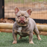 Bruce a Newshade Isabella stud at Johnson House Bullies in Tennessee poses in the play yards.