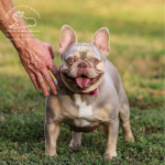 Ophelia, a Newshade Isabella French Bulldog with upright ears and a white chest, standing on grass.